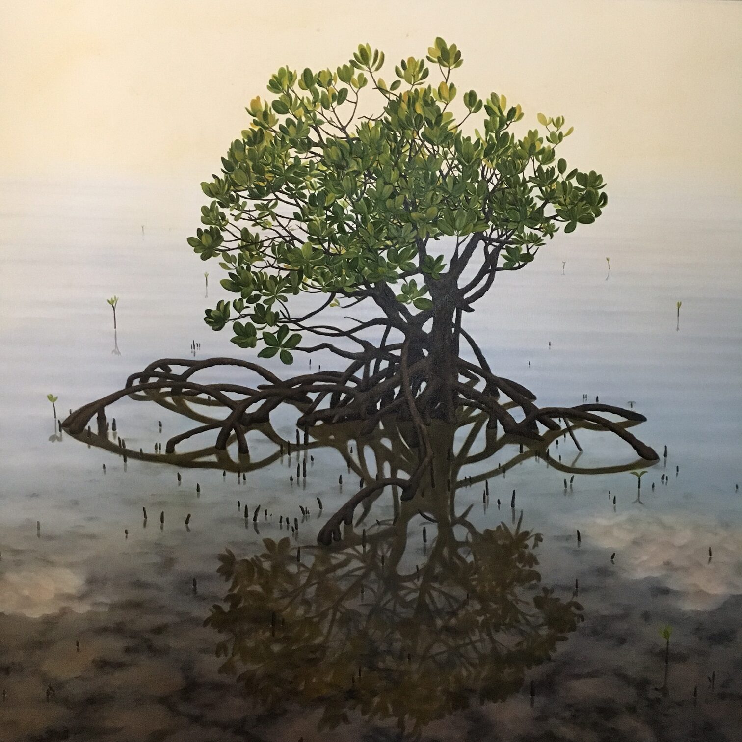 Mindfulness Mangrove Image